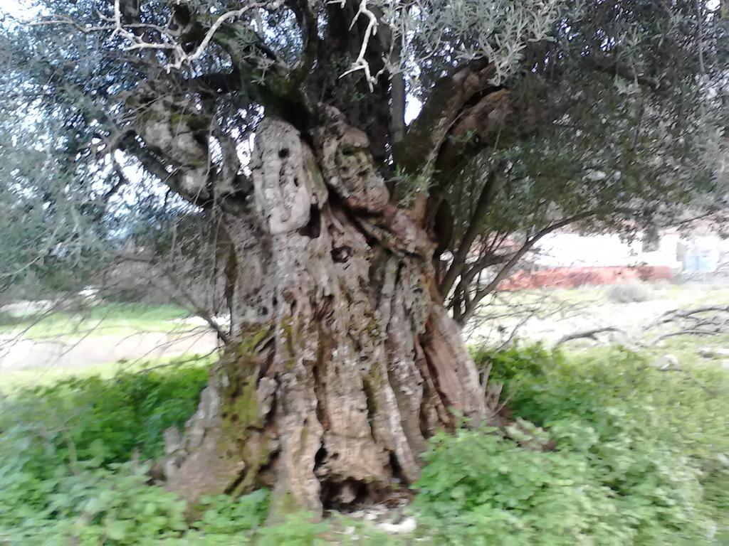 Evangelia Agia Efimia Bagian luar foto